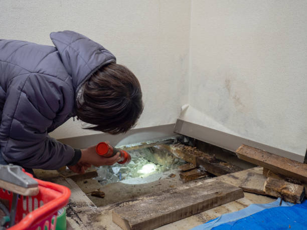 Best Industrial Mold Remediation  in Harrisburg, IL