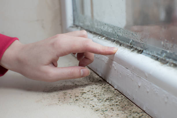 Best Commercial Mold Inspection  in Harrisburg, IL