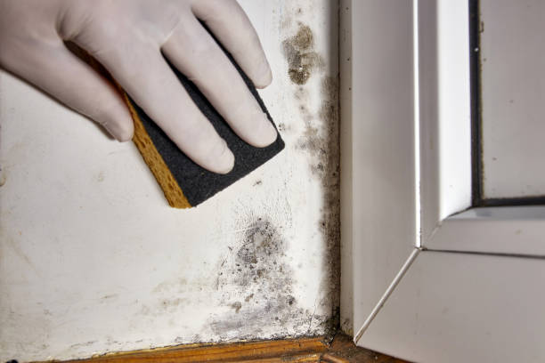 Harrisburg, IL Mold Removal Company