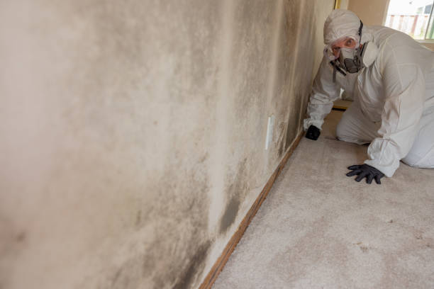 Best Environmental Consulting for Mold Prevention  in Harrisburg, IL